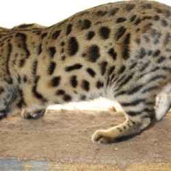 Silver & Brown Spotted Bengal Kittens For Sale - Texas | Amazon Bengals