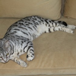 Silver & Brown Spotted Bengal Kittens For Sale - Texas | Amazon Bengals