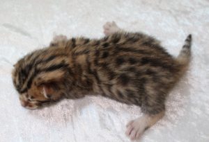 Silver & Brown Spotted Bengal Kittens For Sale - Texas | Amazon Bengals