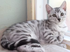 Silver & Brown Spotted Bengal Kittens For Sale - Texas | Amazon Bengals