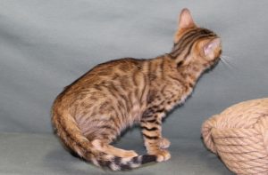 Silver & Brown Spotted Bengal Kittens For Sale - Texas | Amazon Bengals