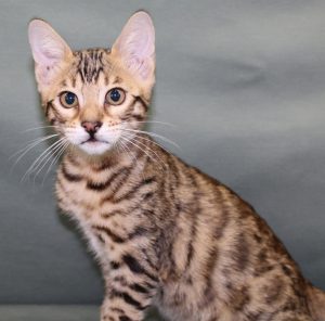 Silver & Brown Spotted Bengal Kittens For Sale - Texas | Amazon Bengals