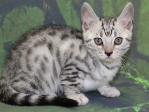 Silver & Brown Spotted Bengal Kittens For Sale - Texas | Amazon Bengals