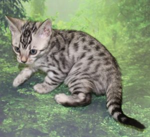 Silver & Brown Spotted Bengal Kittens For Sale - Texas | Amazon Bengals