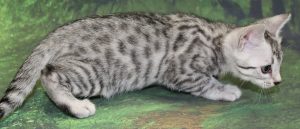 Silver & Brown Spotted Bengal Kittens For Sale - Texas | Amazon Bengals