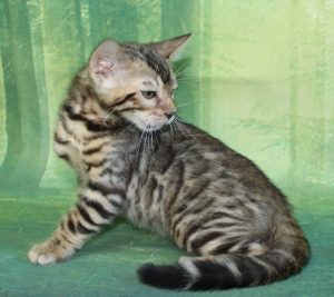 Silver & Brown Spotted Bengal Kittens For Sale - Texas | Amazon Bengals