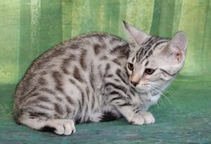 Silver & Brown Spotted Bengal Kittens For Sale - Texas | Amazon Bengals