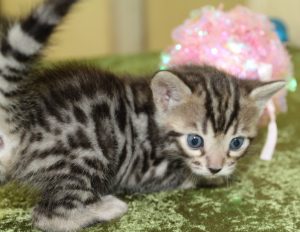 Silver & Brown Spotted Bengal Kittens For Sale - Texas | Amazon Bengals