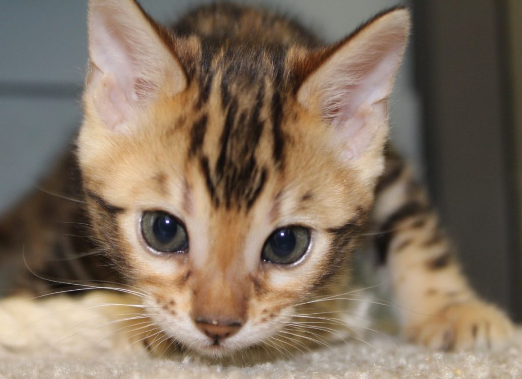 Silver & Brown Spotted Bengal Kittens For Sale - Texas | Amazon Bengals