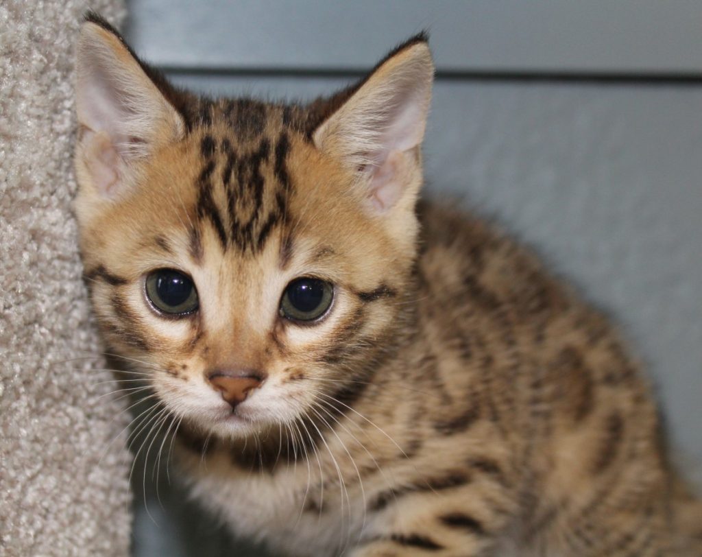 Silver & Brown Spotted Bengal Kittens For Sale - Texas | Amazon Bengals