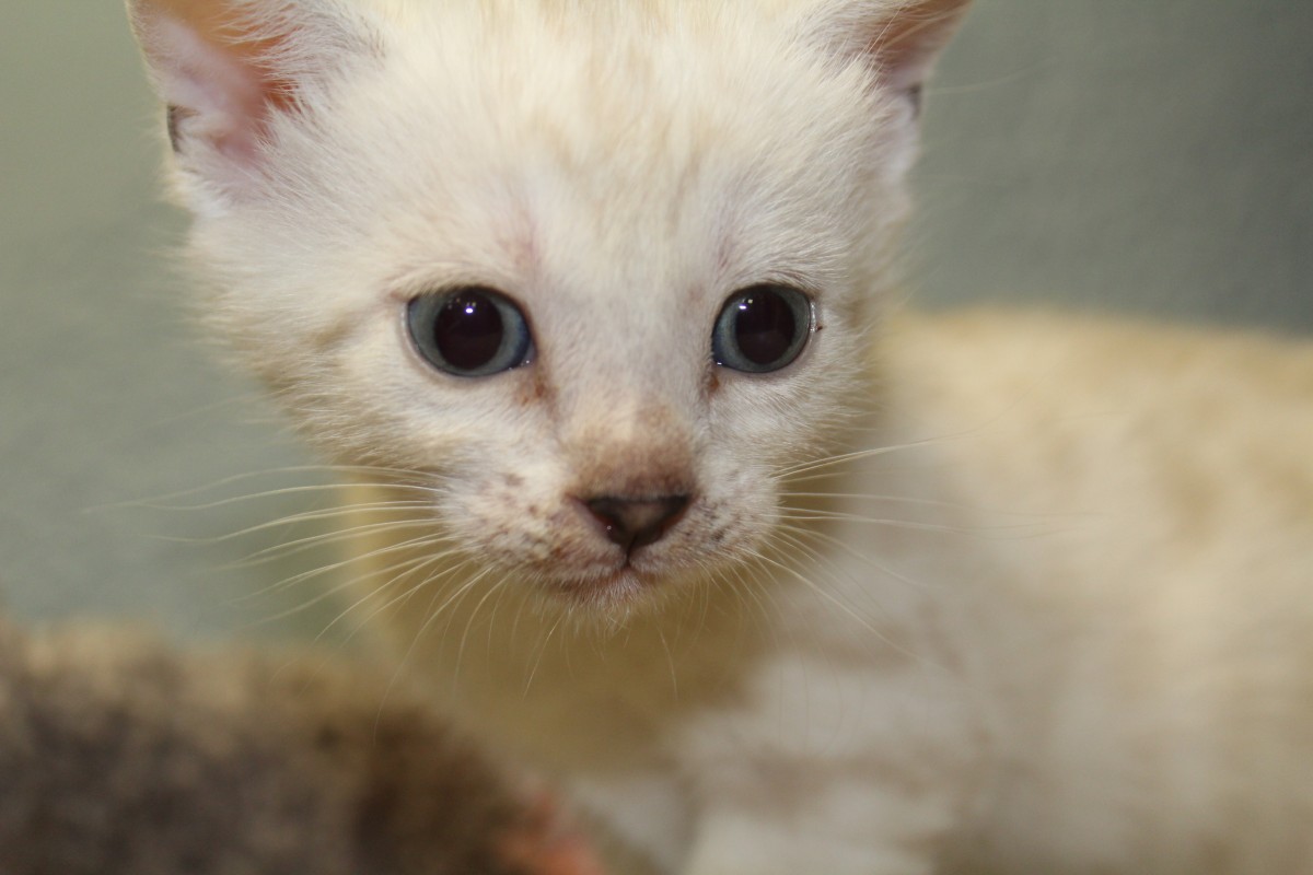 Silver & Brown Spotted Bengal Kittens For Sale - Texas | Amazon Bengals