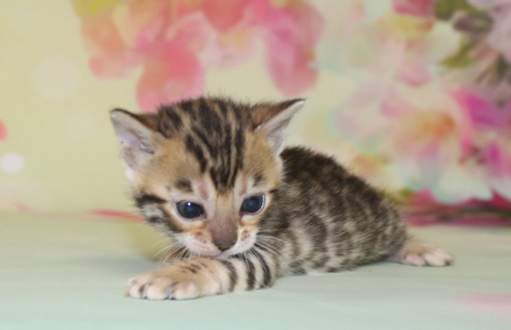 Silver & Brown Spotted Bengal Kittens For Sale - Texas | Amazon Bengals