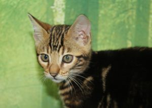 Silver & Brown Spotted Bengal Kittens For Sale - Texas | Amazon Bengals