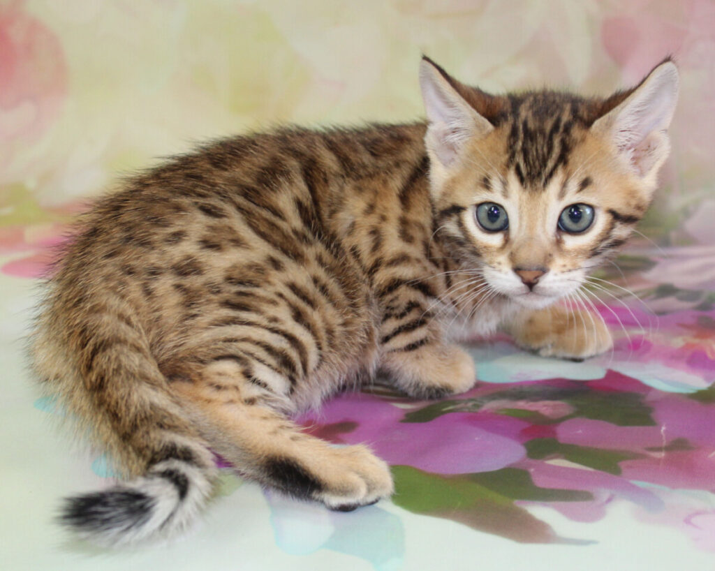 Silver & Brown Spotted Bengal Kittens For Sale - Texas | Amazon Bengals