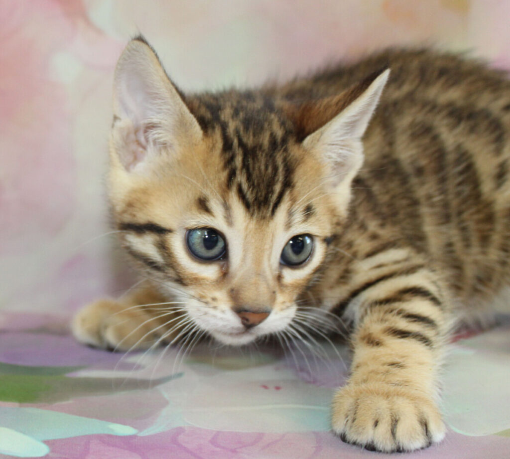 Silver & Brown Spotted Bengal Kittens For Sale - Texas 