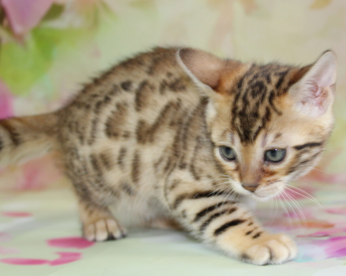 Silver & Brown Spotted Bengal Kittens For Sale - Texas | Amazon Bengals