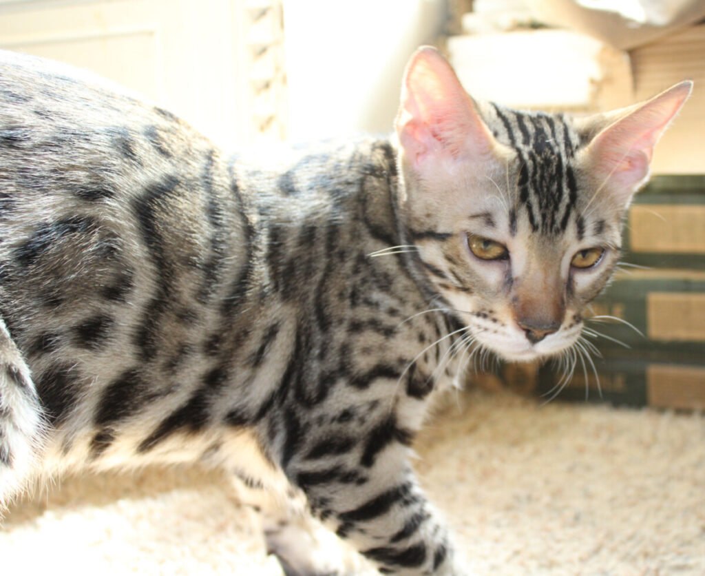 Silver & Brown Spotted Bengal Kittens For Sale - Texas | Amazon Bengals