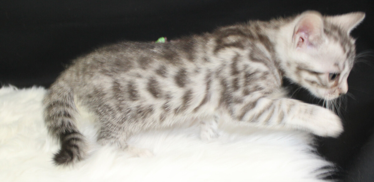 Silver & Brown Spotted Bengal Kittens For Sale - Texas | Amazon Bengals