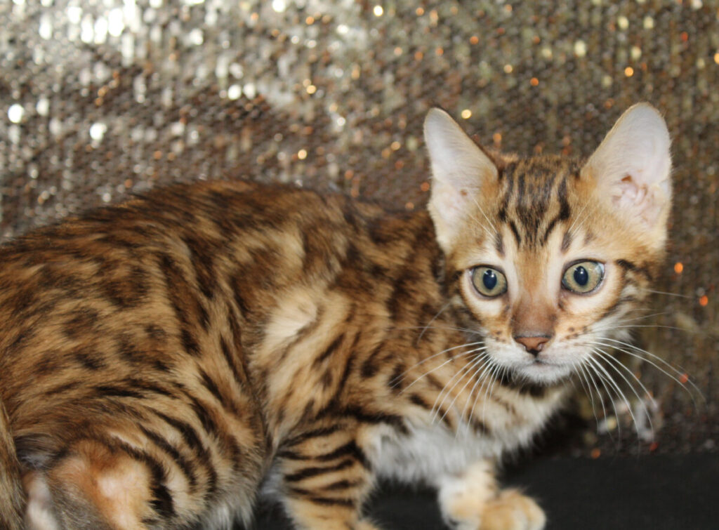 Silver & Brown Spotted Bengal Kittens For Sale Texas from Amazon Bengals