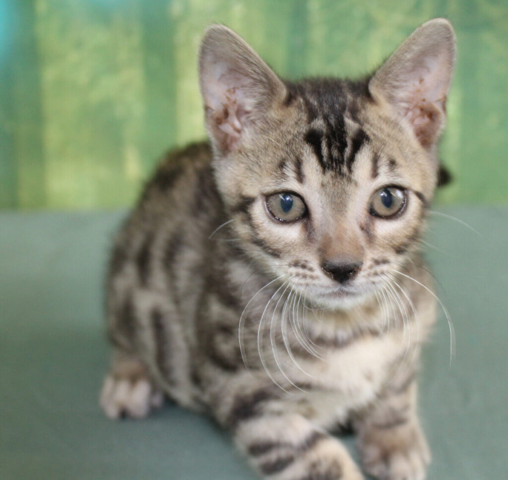 Silver & Brown Spotted Bengal Kittens For Sale Texas from Amazon Bengals