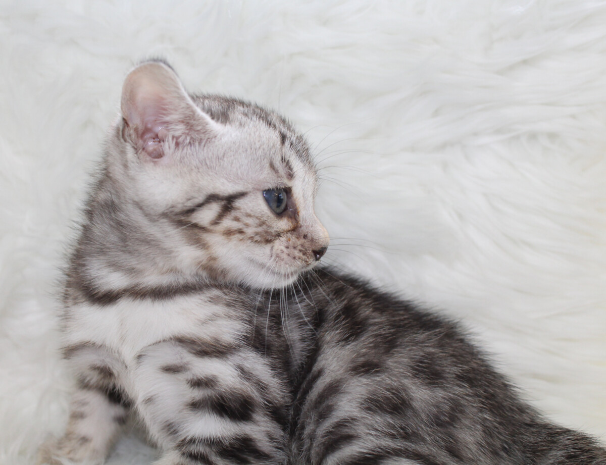 Silver & Brown Spotted Bengal Kittens For Sale Texas from Amazon Bengals