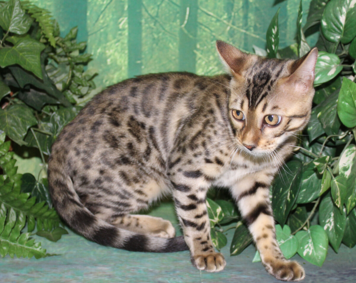 Silver & Brown Spotted Bengal Kittens For Sale Texas from Amazon Bengals