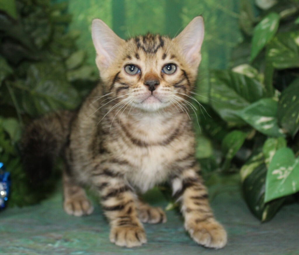 Silver & Brown Spotted Bengal Kittens For Sale Texas from Amazon Bengals