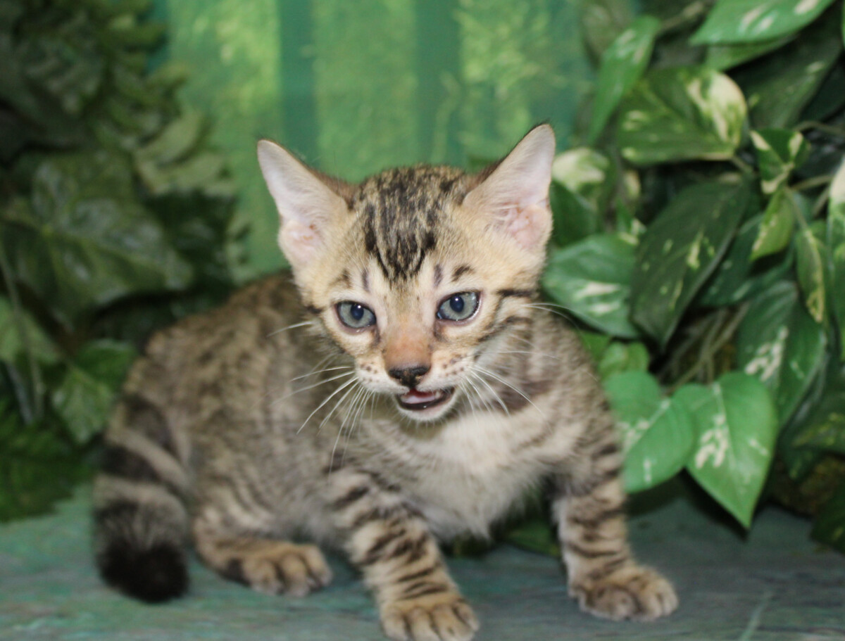 Silver & Brown Spotted Bengal Kittens For Sale Texas from Amazon Bengals