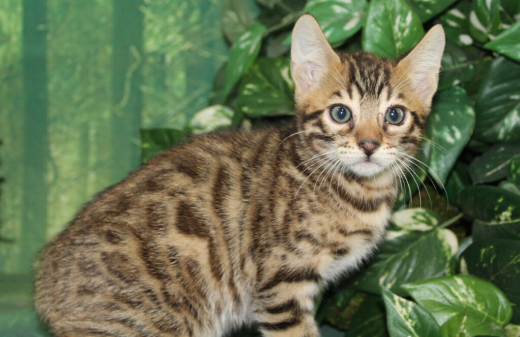 Silver & Brown Spotted Bengal Kittens For Sale Texas from Amazon Bengals