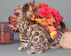 www.amazonbengals.com AmazonBengals Male Prince Bixby