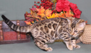 www.amazonbengals.com AmazonBengals Male Prince Bixby