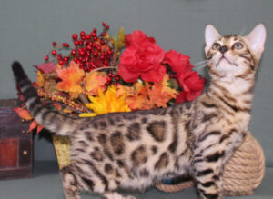 www.amazonbengals.com AmazonBengals Male Prince Bixby