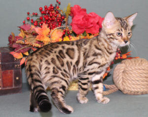 www.amazonbengals.com AmazonBengals Male Prince Bixby