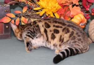 www.amazonbengals.com AmazonBengals Female Princess Amber