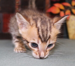 www.amazonbengals.com AmazonBengals Female Princess Bonnie Brown Spotted Bengal