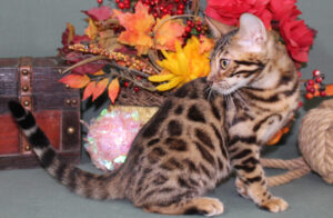 www.amazonbengals.com AmazonBengals Female Princess Jade