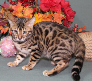 www.amazonbengals.com AmazonBengals Female Princess Jade