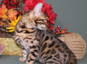 www.amazonbengals.com AmazonBengals Female Princess Jade