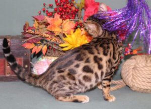 www.amazonbengals.com AmazonBengals Female Princess Jade