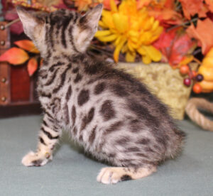 www.amazonbengals.com AmazonBengals Female Princess Jennifer Brown Spotted Bengal