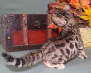 www.amazonbengals.com AmazonBengals Female Princess Jennifer Brown Spotted Bengal