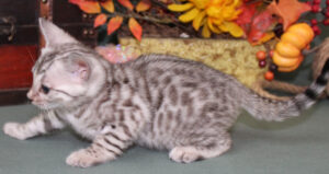 www.amazonbengals.com AmazonBengals Female Princess Luna Belle