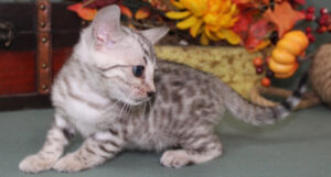 www.amazonbengals.com AmazonBengals Female Princess Luna Belle